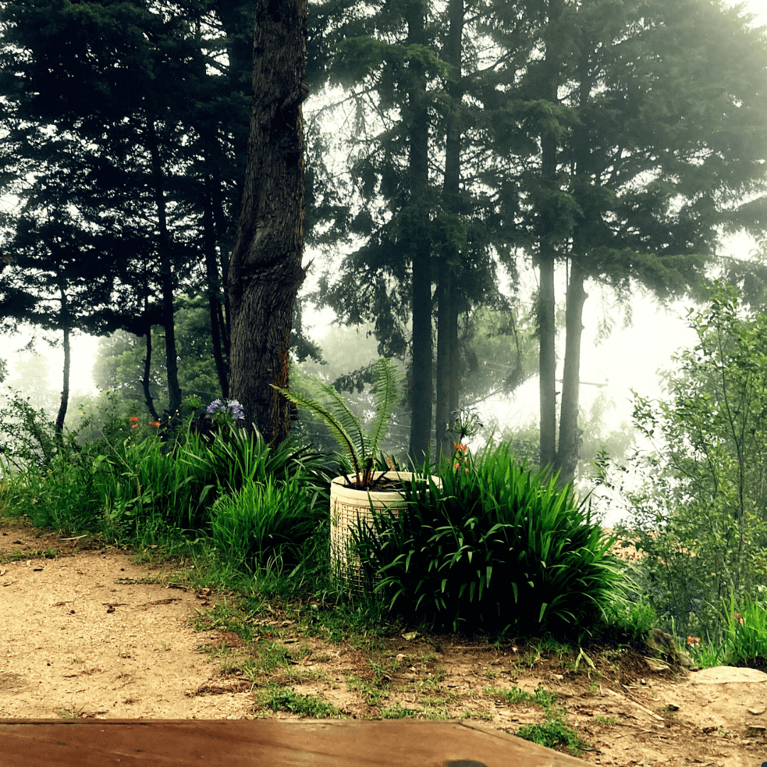 scene of forest mountain